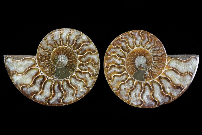 Cut & Polished Ammonite Fossil - Agatized #78377